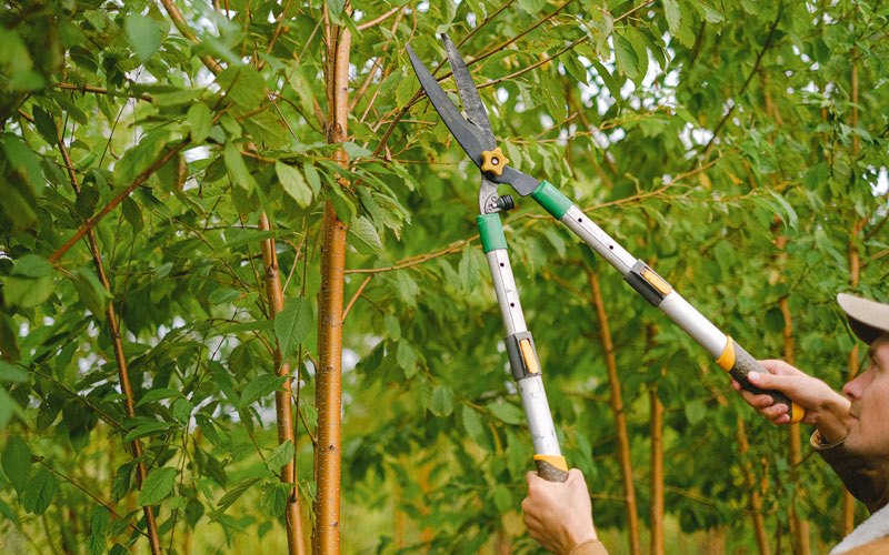 Tree trimming in Garrison, ND