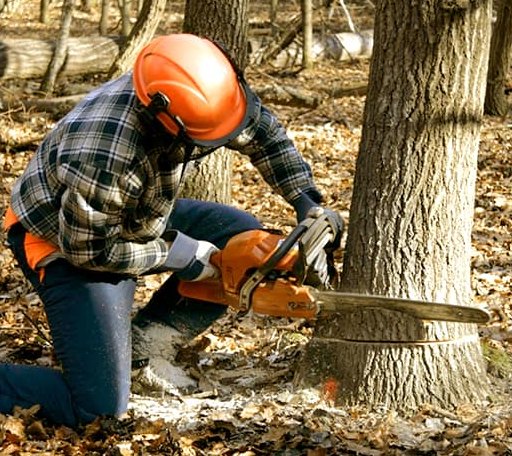 Tree Removal in Garrison, ND